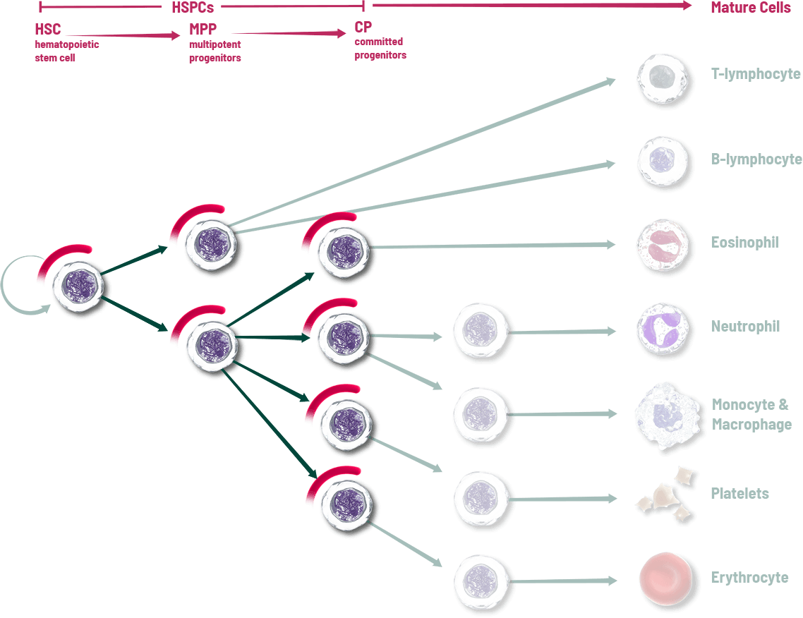 A blood cell lineage graph illustrating how when COSELA is given prior to chemotherapy, it can help protect more of a patient’s HSPCs