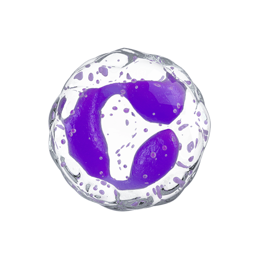 Neutrophil cell